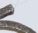 Graphite Packing Reinforced with Metal Wire